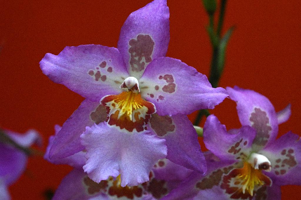 2025-02226056 Tower Hill Botanic Garden, MA.JPG - Orchid (Beallara Hawiian Nights). New England Botanic Garden at Tower Hill, MA, 2-22-2025